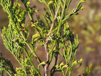 Callitris verrucosa female flr Denzel Murfet One Tree Hill Spring